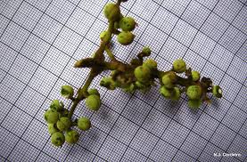 Image result for Macaranga capensis