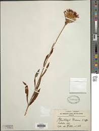 Image result for Pleiotaxis pulcherrima