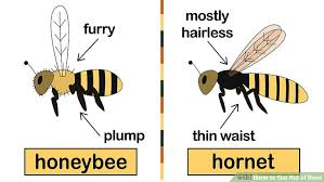 How To Get Rid Of Bees 15 Steps With Pictures Wikihow
