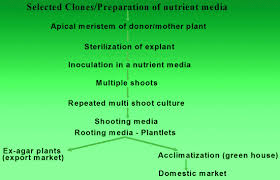 Banana Tissue Culture Information Guide For Beginners Agri