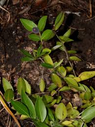 Image result for Carissa tetramera