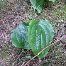 Image result for Smilax  tamnoides