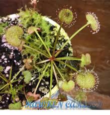 Image result for Drosera pilosa