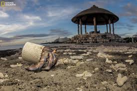 Fotograflarla Plastik Atiklarin Pencesindeki Deniz Canlilari Bbc News Turkce 2020 National Geographic Fotograf Doga