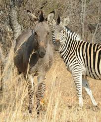 We did not find results for: Nationalparks In Simbabwe Karibu Simbabwe Safaris
