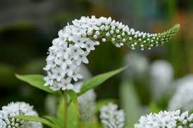 Image result for Lysimachia barbata