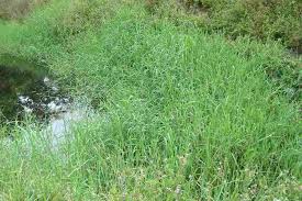 Image result for Polystachya melanantha