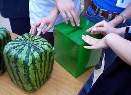 Square watermelons are the product of some meticulous growing techniques. Grow A Square Watermelon 9 Steps With Pictures Instructables