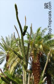 Image result for Alluaudia procera