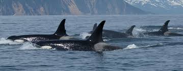 Orcas connects parents and students with private tutors nearby or online. Orca Granny Der Alteste Killerwal Der Welt