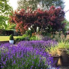 Although there are many choices, there are some shrubs and trees that work better than others as a hedge, windbreak or privacy screen. The 8 Best Perfect For Privacy Garden Trees The Middle Sized Garden Gardening Blog