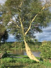 Image result for Acacia xanthophloea