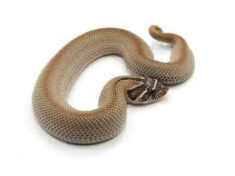Madagascar giant hognose snake care. Sunfish Exotics Lets Talk About Hognose Morphs