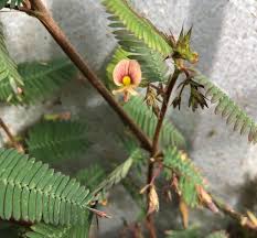 Image result for Aeschynomene afraspera