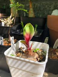 Image result for Eriospermum mackenii