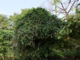 Image result for Canavalia gladiata