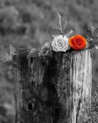 Black And White Photos With Color Pop Magdalena Ivanova Publikacii Pal Bg Color Splash Black And White Background Color
