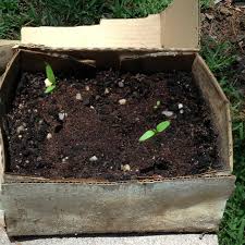 Biodegradable Diy Garden Use Cardboard Box Fill With Soil And Seed Until It Sprouts Then Plant On Gr Diy Garden Biodegradable Products Herb Garden In Kitchen