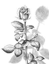 Check spelling or type a new query. Gambar Sketsa Bunga Mawar Termasuk Mudah Untuk Digambar Gambar Sketsa Ini Dapat Kamu Buat Dengan Cara Melihat Langsung Bentu Sketsa Gambar Bunga Lukisan Gambar