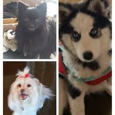 DESERT EAST ANIMAL HOSPITAL