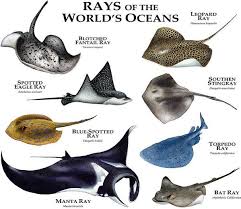 Rays Of The Worlds Oceans Art Print By Roger Hall Oceans Of The World Ocean Art Sea Life Art