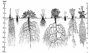 Backyard Gardener - Understanding Plant Roots