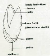 Image result for Tricholaena