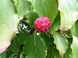 Image result for Cornaceae