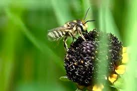 Maybe you would like to learn more about one of these? Leafcutter Mortar And Resin Bees Genus Megachile Megachile Bugguide Net