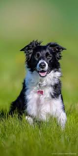 Pin By Robine On Animals Hd Wallpaper Beautiful Dogs Dog Foto Cute Animals