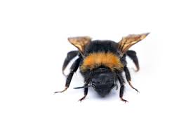 Image result for Bombus vestalis