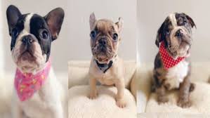 French bulldogs tampa bay, saint petersburg, florida. 3 Bulldog Puppies Stolen From Tampa Store Wtsp Com