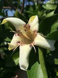 Image result for Rothmannia urcelliformis