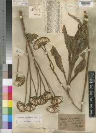 Image result for Kleinia abyssinica