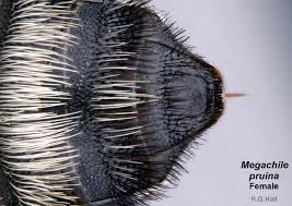 Image result for Enneapogon pretoriensis