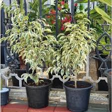 Image result for Ficus benjamina