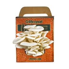 After all, since we wrote about what dogs eat, we what cats can eat. Life Cykel Oyster Mushroom Grow Kits Enfield Produce
