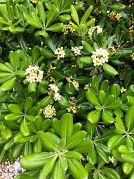 Image result for Pittosporum