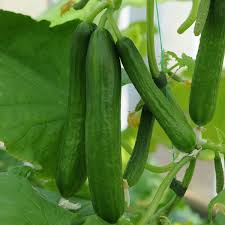 The 'mini stars' may be small fruits but, they are lusciously green and exceptionally tasty. Cucumber Carmen Female 7cm Potted Cucumber Plant Brookside Nursery