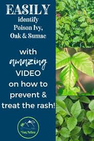 Identify Poison Ivy Oak And Sumac And How To Prevent A Rash Video Identify Poison Ivy Poison Ivy Rash Poison Ivy