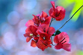 December 29, 2008written by gardener's supply. Vibrant Bougainvillea Colors To Brighten Up Your Dormant Arena Gardenerdy