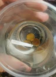 Image result for Brachystegia spiciformis × microphylla