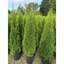 Check spelling or type a new query. 5 Gal Potted Emerald Cedar Lowe S Canada