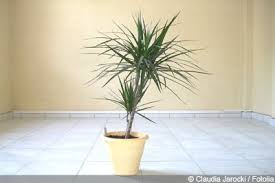 Drachenbaum Dracaena Pflege Schneiden Vermehren Gartendialog De Drachenbaum Pflanzen Baum