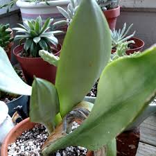 Moonshine snake ornamental plant (sansevieria moonshine) the sansevieria moonshine snake plant is a rather new addition to the sansevieria's genus and native to sansevieria's in general can be used with equal effectiveness as an accent potted plant or in a grouping in planters or garden beds. Sansevieria Trifasciata Moonshine Snake Plant Moonshine In Gardentags Plant Encyclopedia