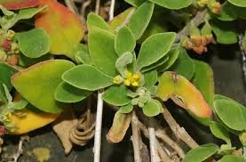 Image result for Tetragonia spicata