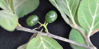 Image result for Afrocanthium mundianum