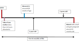 Vet In Training Life Cycle And Lactation Cycle Of Dairy Cows