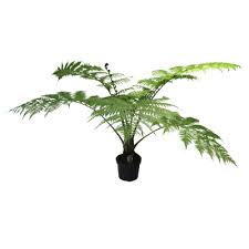 Image result for Cyathea thomsonii