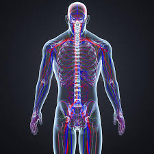 Blutgefasse Und Lymphknoten Mit Skeleton Korper Ruckansicht Stock Abbildung Illustration Von Lungen Karosserie 107837414